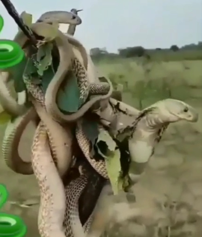 snake 4 - Dhinasari Tamil