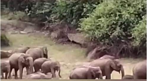 ஆழியார் அணை பகுதியில் முகாமிட்டுள்ள  காட்டு யானைகள்..