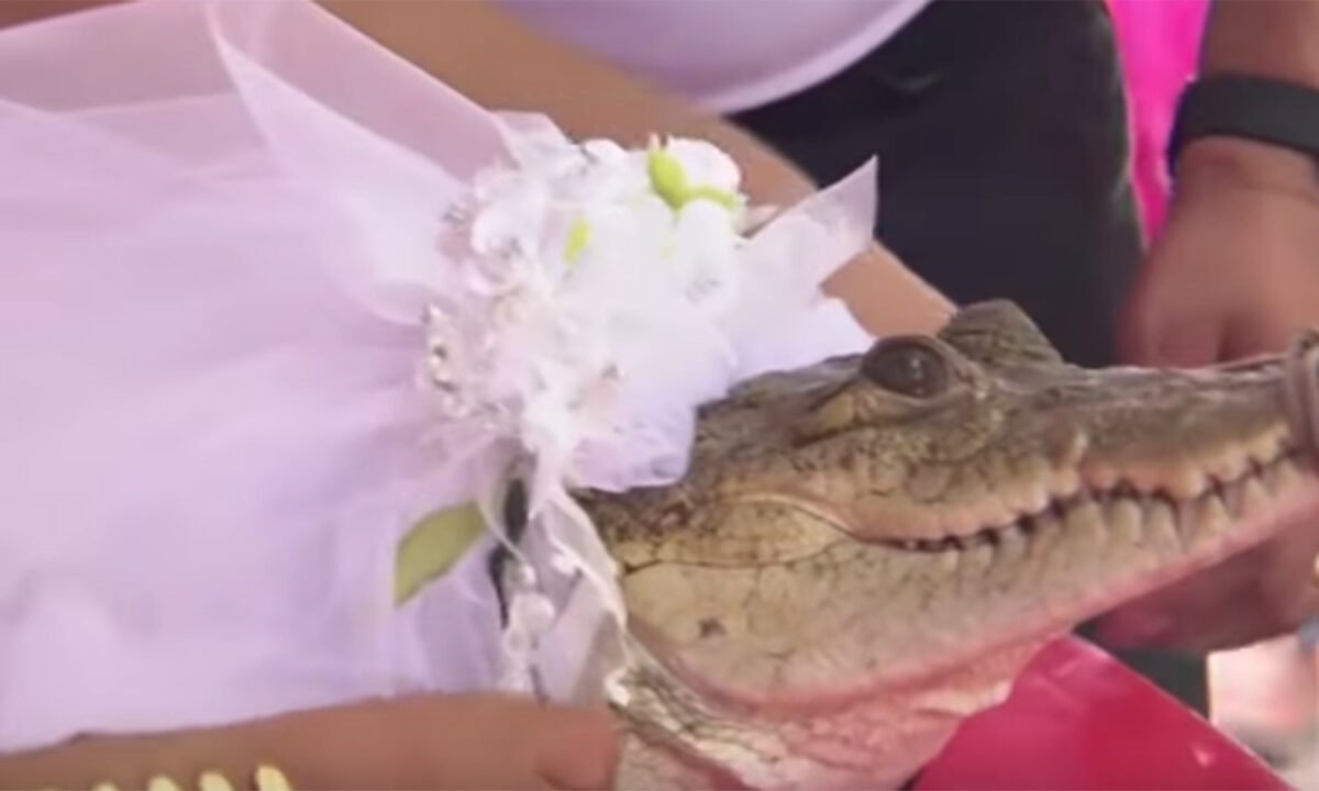 1722188 crocodile1 - 2026