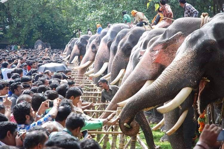 ஆடி முதல்நாள் கேரளாவில் நடந்த யானையூட்டு திருவிழா .. - Dhinasari Tamil