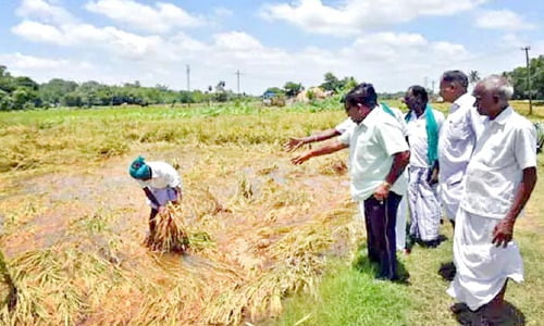 டெல்டா மாவட்டங்களில் தொடரும்  மழை- முன்பட்ட குறுவை அறுவடை பணிகள் பாதிப்பு..