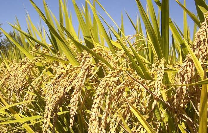 நெல்லுக்கு ஊக்கத் தொகை வழங்க தமிழக அரசு ஆணை ..