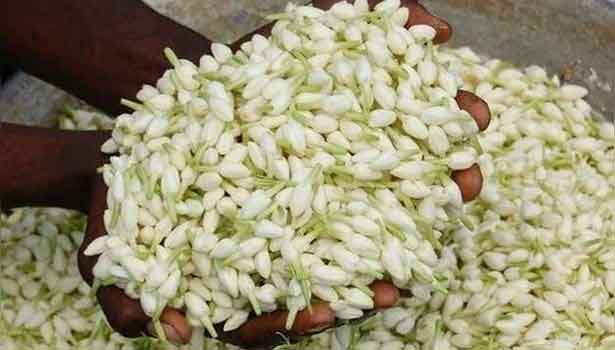 ஓணம் பண்டிகையால் பூக்கள் விலை கடும் உயர்வு..