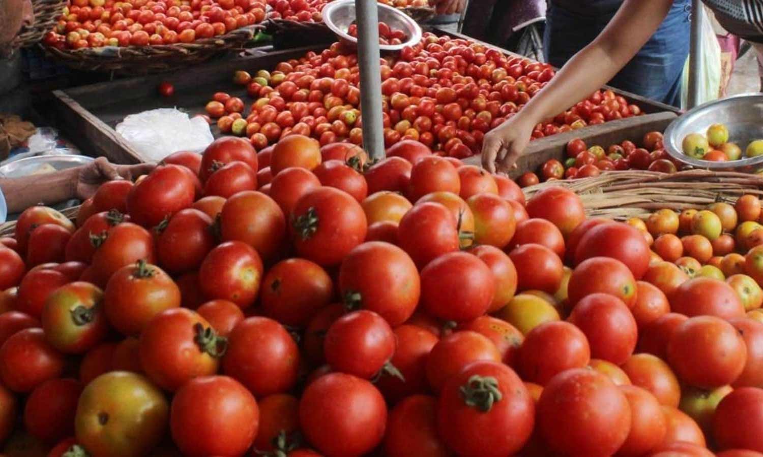 1756715 tomato prices i - 2026