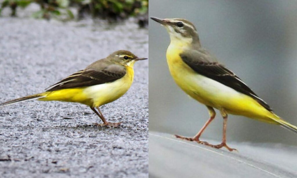 இமயமலையில் இருந்து வால்பாறைக்கு வந்த சாம்பல் நிற வாலாட்டி குருவிகள்.. - Dhinasari Tamil