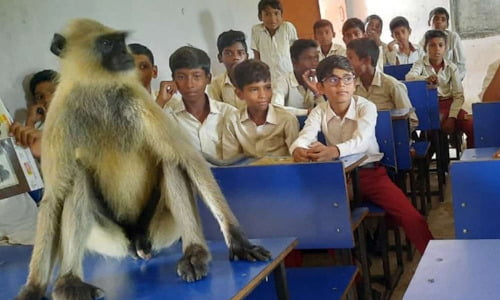 அரசுப் பள்ளியில் மாணவர்களுடன் காட்டு லங்கூர் பாடம் படிக்கிறார்..