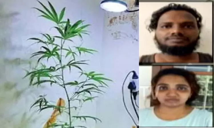 875885 cannabis 1 - 2026