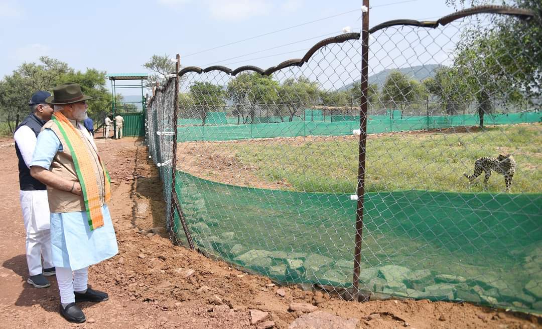 70 ஆண்டுகளுக்குப் பிறகு இந்திய மண்னில் சீட்டாக்கள்..