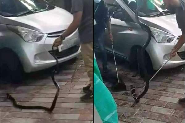 கேரளாவில் ஒரு மாதத்திற்கு மேலாக ஆடம்பர காரில் பயணித்த  ராஜநாகம்..