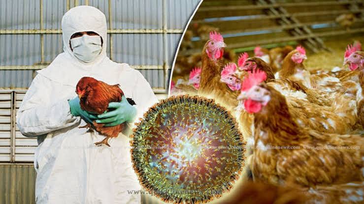 கேரளாவில் மீண்டும் பறவைக் காய்ச்சல் ..