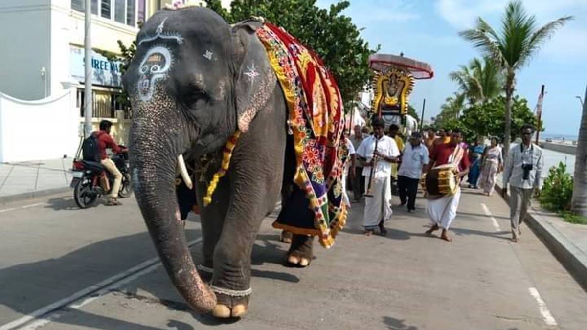 manakkula vinayakar elephant lakshmi - 2026