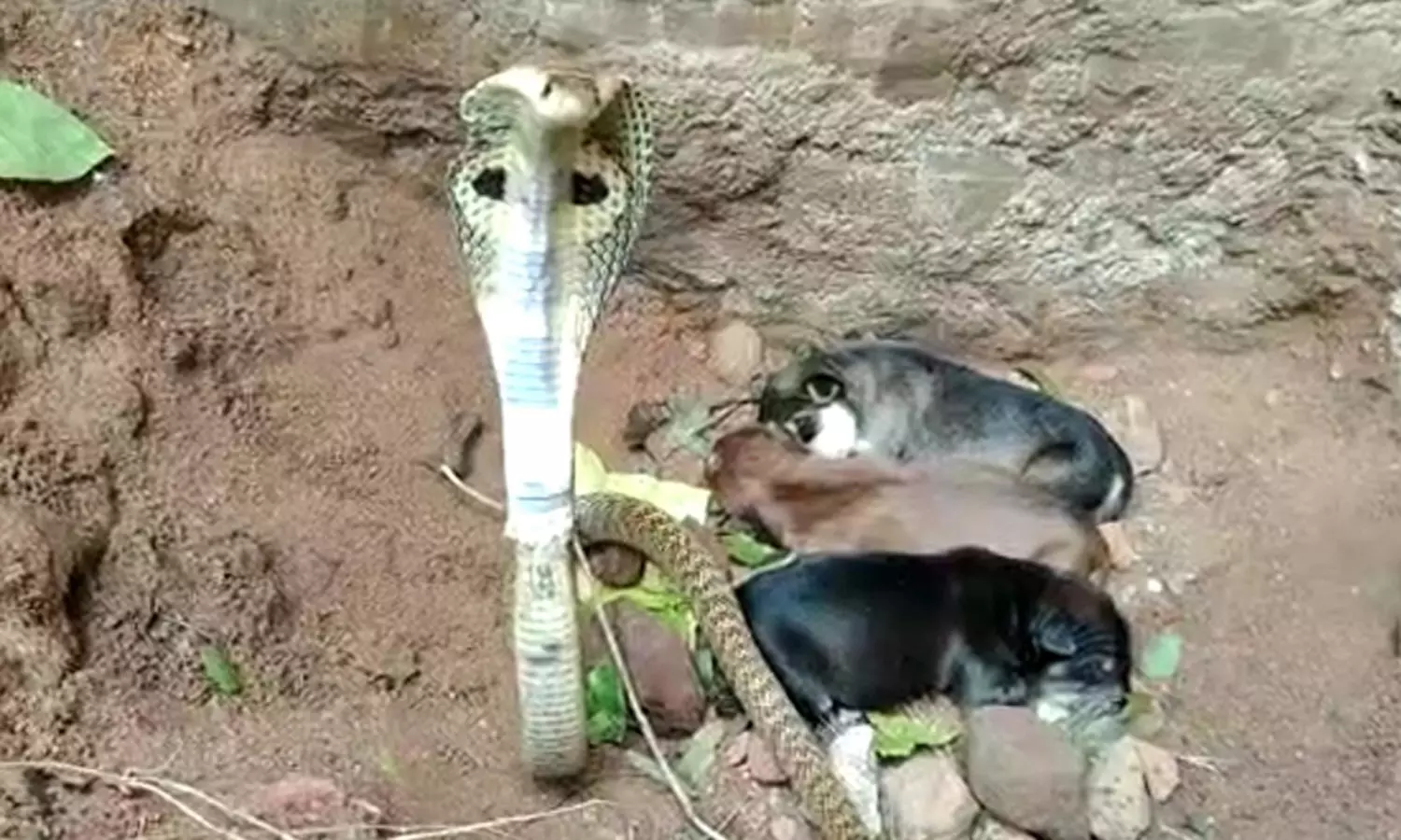 1805381 snake - 2026
