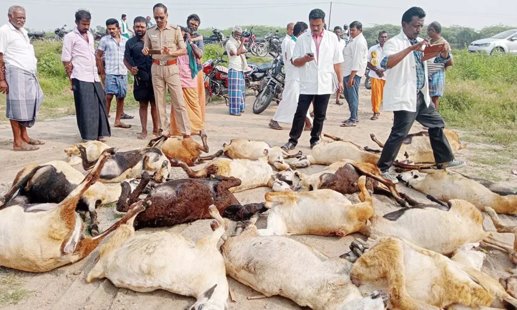 சாத்தூர் அருகே கார் மோதி ஆடுகள் பலி.. - Dhinasari Tamil