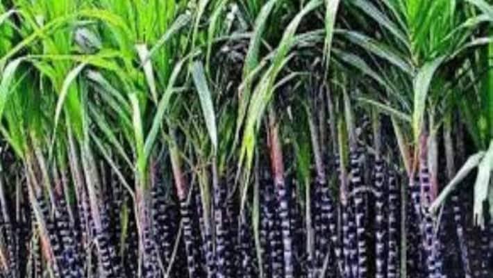 பொங்கல் தொகுப்புடன் கரும்பு: வழக்கு விசாரணை திங்கட்கிழமை ஒத்திவைப்பு - Dhinasari Tamil
