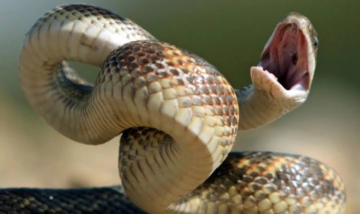 இறந்தவரின் தொடையில் பிரேத பரிசோதனையில் உயிருடன் இருந்த வெளியே வந்த பாம்பு..