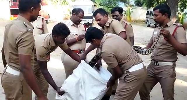 சேலம் அருகே விவசாய தோட்டத்தில் 12 அடி நீள மலைப்பாம்பு..