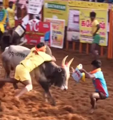 மதுரை பாலமேட்டில் ஜல்லிக்கட்டு போட்டி பரபரப்புடன் தொடங்கியது.. - Dhinasari Tamil