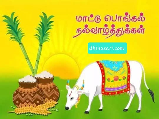 மாட்டுப் பொங்கல் கொண்டாட்டங்கள் களை கட்டியது - Dhinasari Tamil