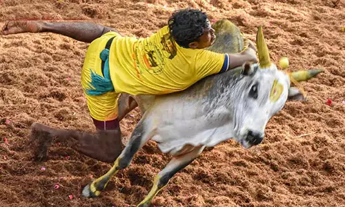 500x300 1822825 jalli1 - 2026