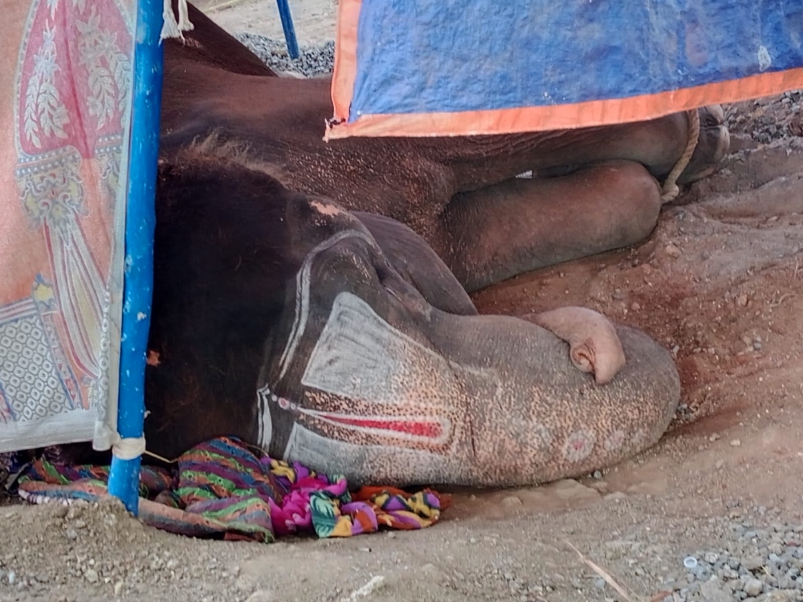 விருதுநகரில் கோயில் விழாவுக்காக வந்த யானைக்கு உடல் நலக்குறைவு..