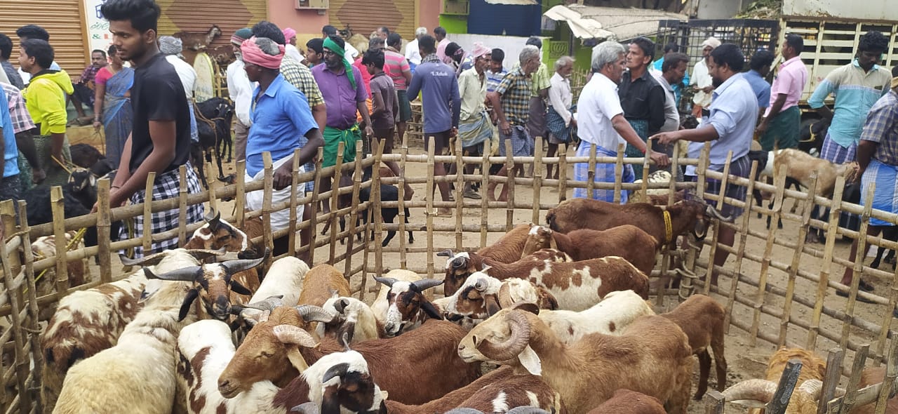 தைபொங்கல்-ஆடு, மாடுகள் விற்பனை அமோகம்..