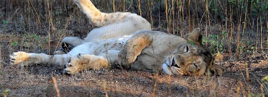 திறந்தவெளி கிணற்றில் தவறி விழுந்து பலியான சிங்கங்கள்..