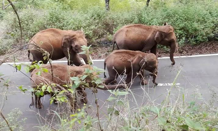 மைசூர் அருகே காட்டு யானைகள் தாக்கி வனஊழியர் உள்பட 2 பேர் பலி..