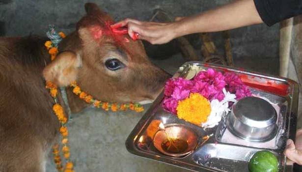 மாட்டுப் பொங்கல் கொண்டாட்டங்கள் களை கட்டியது - Dhinasari Tamil