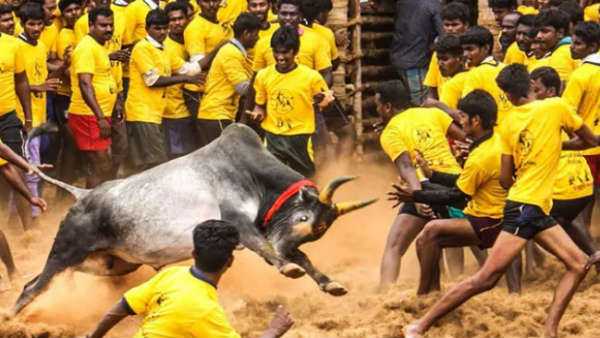 மதுரை பாலமேட்டில் ஜல்லிக்கட்டு போட்டி பரபரப்புடன் தொடங்கியது.. - Dhinasari Tamil