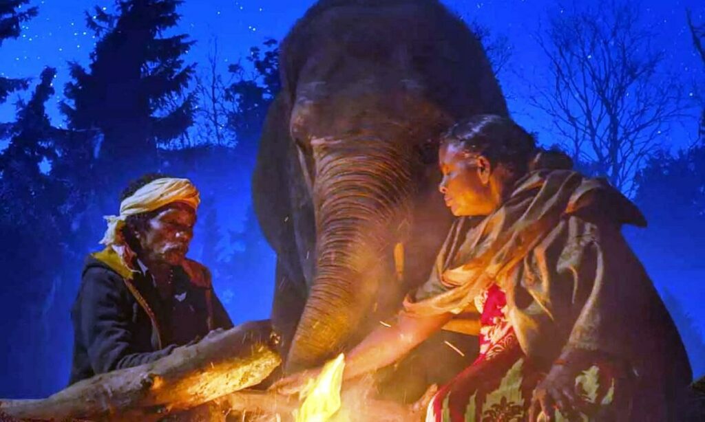 ஆஸ்கரை நினைத்து பார்க்கல-தி எலிபெண்ட் விஸ்பரர்ஸ் நாயகர்கள்.. - Dhinasari Tamil