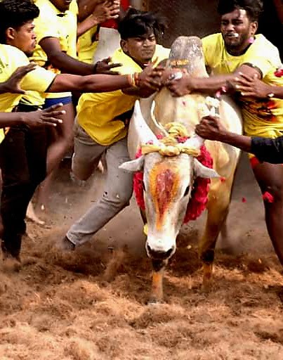 விருதுநகர் அருகே ஜல்லிக்கட்டு.. - Dhinasari Tamil