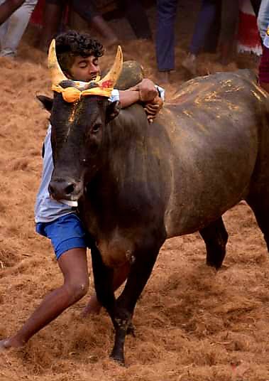 விருதுநகர் அருகே ஜல்லிக்கட்டு.. - Dhinasari Tamil