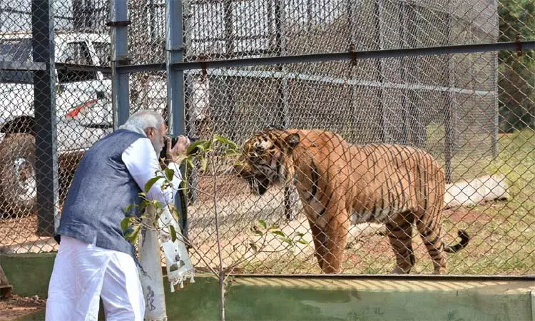 நாடு முழுவதும் மொத்தம் 3 ஆயிரத்து 167 புலிகள் உள்ளது -பிரதமர் மோடி..