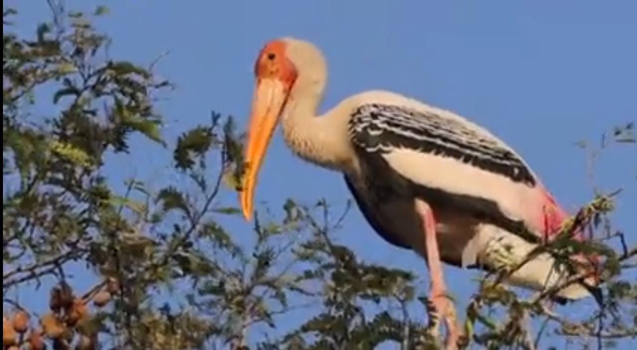 விருதுநகர்  கோட்டையூருக்கு  வந்த வெளிநாட்டு பறவைகள்…