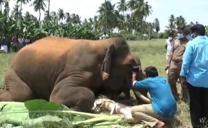 கருப்பன் யானை ஆட்டம் ஓய்ந்தது  விவசாயிகள் மகிழ்ச்சி 