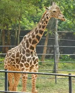 மலேசியா ஒட்டகச்சிவிங்கி திடீர் மரணம்..