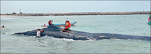 கரை ஒதுங்கிய 80 அடி நீள  நீல திமிங்கலம்..