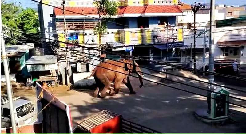 கம்பம் நகருக்குள் நுழைந்த அரிசி கொம்பன் மக்கள் ஓட்டம்..