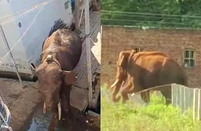 அரிக்கொம்பனை பிடிக்க 3 கும்கி யானை வருகை.. - Dhinasari Tamil