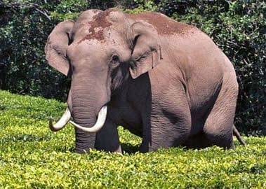 மீண்டும் கேரளா வந்த அரிசி கொம்பன் யானை..