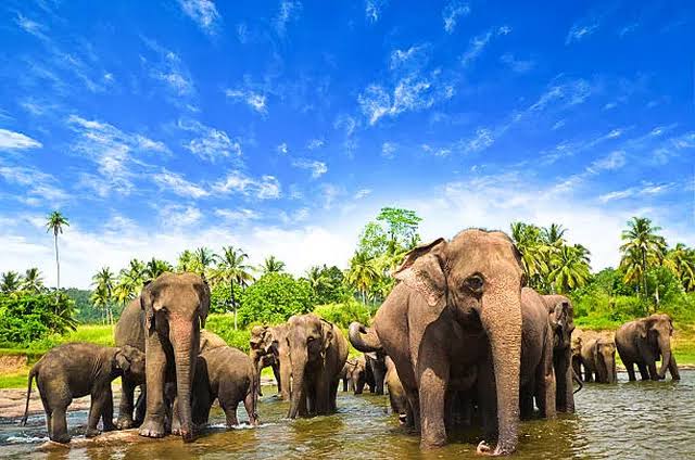 யானைகள் கணக்கெடுப்பு இன்று தொடங்கியது - Dhinasari Tamil