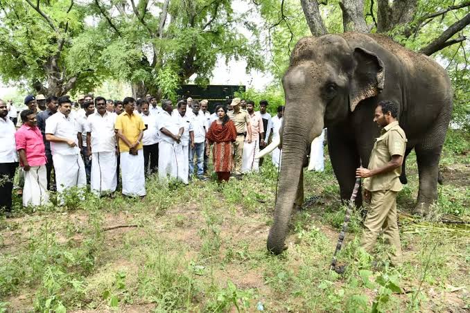 அரிக்கொம்பனை பிடிக்க 3 கும்கி யானை வருகை.. - Dhinasari Tamil