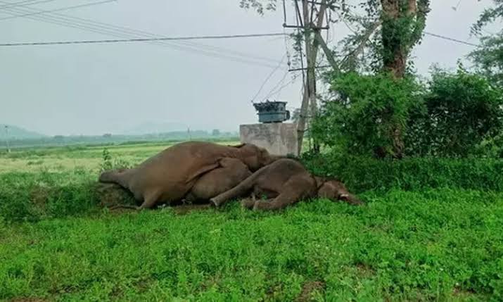ஆந்திரா-மின்வேலியில் சிக்கி 4 யானைகள் உயிரிழப்பு.. - Dhinasari Tamil
