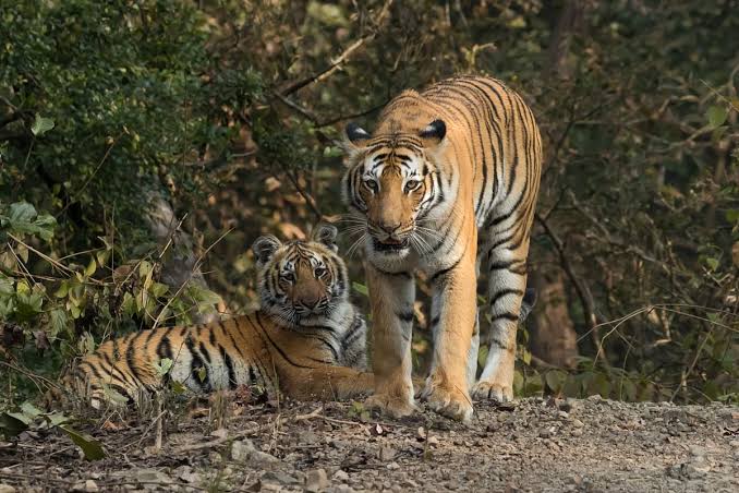 மேகமலை புலிகள் காப்பகத்தில் யானைகள் கணக்கெடுப்பு ..