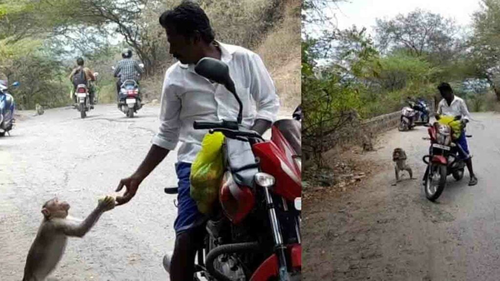 மதுரை அருகே... குரங்குகளுக்கு உணவளிக்கும் கூலித் தொழிலாளி! - Dhinasari Tamil