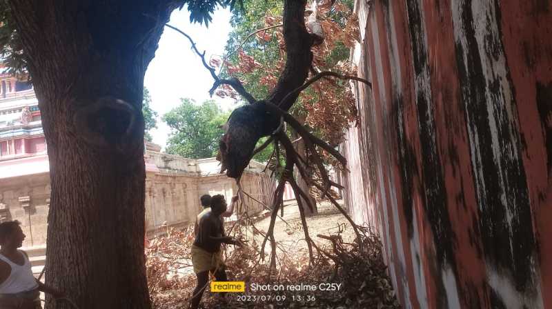செய்துங்கநல்லூர் வரதராஜ பெருமாள் கோயிலில் உழவாரப் பணி! - Dhinasari Tamil