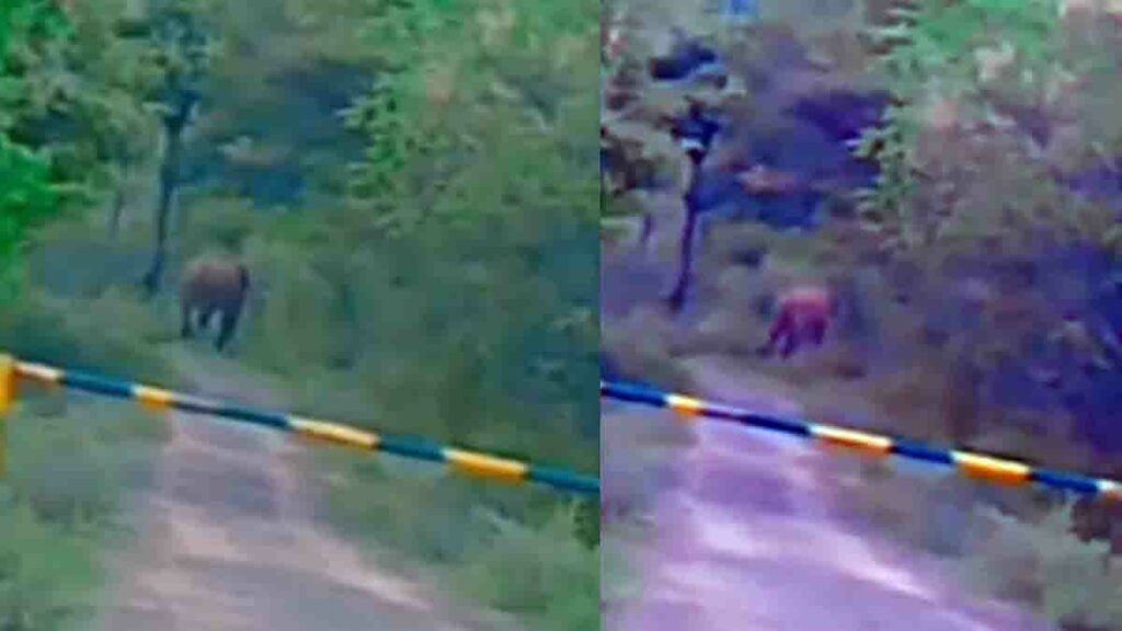 யானைகள் நடமாடுது; கவனமா இருங்க: வத்திராயிருப்பு அணைப் பகுதியில் எச்சரிக்கை! - Dhinasari Tamil