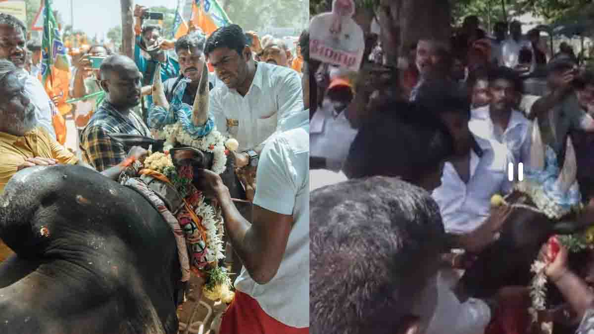 வீட்டிலே ஆடு; மதுரையில் ஜல்லிக்கட்டு மாடு! சீறிய காளையை பாசத்தால் கட்டுப்படுத்திய அண்ணாமலை!