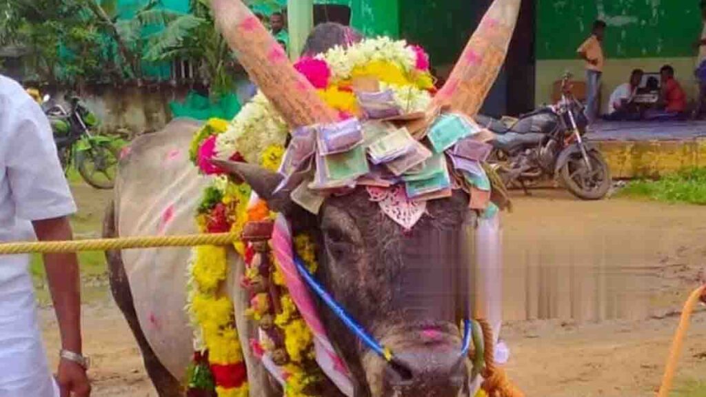 ஜல்லிக்கட்டு கோவில் காளை உயிரிழப்பு: நத்தம் அருகே கிராம மக்கள் அஞ்சலி! - Dhinasari Tamil
