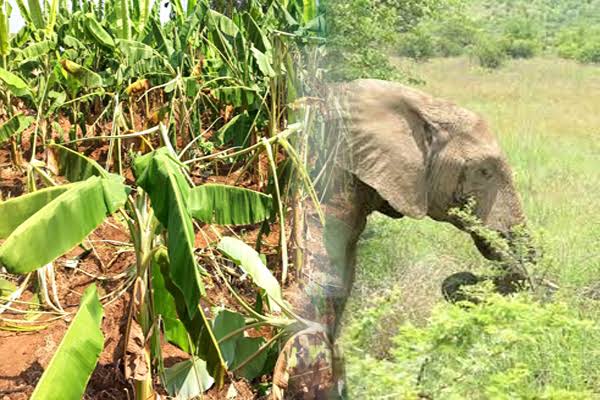 ராஜபாளையம் அருகே காட்டு யானைகள் அட்டகாசம்..